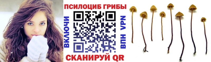 Галлюциногенные грибы Cubensis Ачхой-Мартан